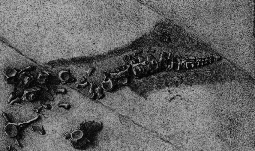 Illustration of a fossilised plesiosaur tail showing the preserved outline of a soft tissue tail fin (from Dames, 1895).